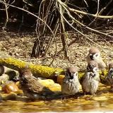 photo 2021-03-11 10-35-50 furdes