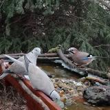 photo 2021-12-16 10-16-09 galambok szajko