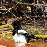 photo 2021-03-31 13-51-58 szarka