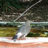 photo 2021-08-03 09-03-57 rigo