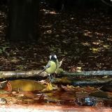 photo 2021-10-02 12-40-26 szencinege