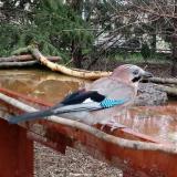 photo 2022-03-31 08-30-17 szajko