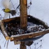 photo 2019-01-09 08-19-25