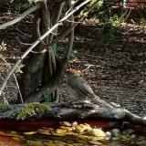 photo 2021-04-17 08-10-15 baratposzata