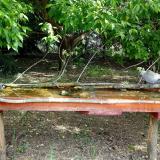 photo 2021-05-12 09-27-12