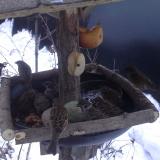 photo 2019-01-28 07-31-55