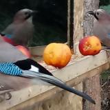 photo 2021-12-22 12-57-49 szajko