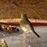 photo 2022-01-21 12-25-38 vorosbegy