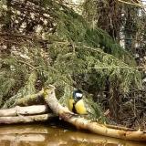 photo 2022-03-18 12-21-51 cinke