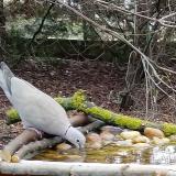 photo 2021-03-14 12-58-20 galamb