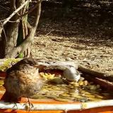 photo 2021-04-12 09-53-35 poszat rigo