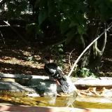 photo 2021-09-19 09-24-13 fakopancs