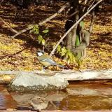 photo 2021-10-24 12-02-52 madarkak