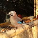 photo 2022-01-09 09-19-26 szajko