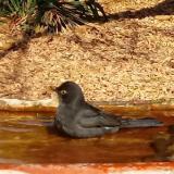 photo 2021-10-27 10-58-25 fekete rigo