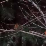 photo 2021-12-26 16-12-12 vorosbegy