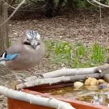 photo 2021-03-22 10-09-00 szajko