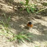 photo 2021-04-26 11-57-08 kerti rozsdafarku