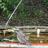 photo 2021-05-22 15-37-31 vereb