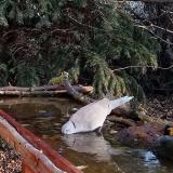 photo 2021-11-17 08-05-24 gerle