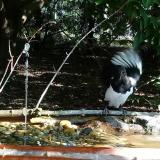 photo 2021-09-06 09-08-38 szarka