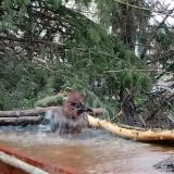 photo 2022-03-31 08-27-58 szajko