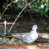 photo 2021-09-06 16-33-54 galamb