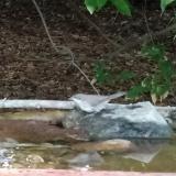 photo 2021-08-03 16-49-14 poszata