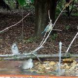 photo 2021-09-07 14-55-34 kc v bpsz