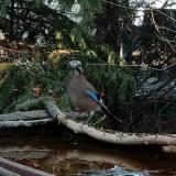 photo 2022-03-27 17-45-20 szajko