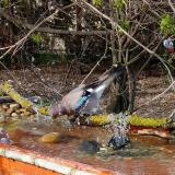 photo 2021-04-08 16-29-44 szajko