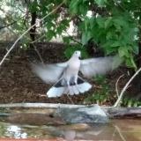 photo 2021-08-03 17-46-57 galamb