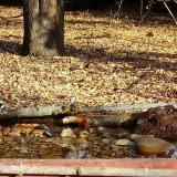 photo 2021-10-26 09-40-25 balkani fakopancs cinke