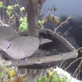 photo 2019-12-02 07-52-37