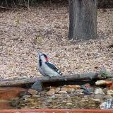 photo 2021-10-26 07-58-50 balkani fakopancs