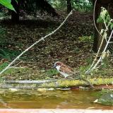 photo 2021-05-13 12-38-55 madarkak