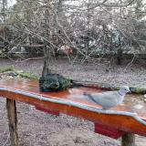 photo 2021-03-20 06-05-37