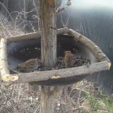 photo 2019-03-04 07-15-32