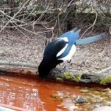 photo 2021-03-22 07-19-07 szarka