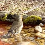 photo 2021-03-19 08-16-37 vorosbegy