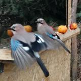 photo 2021-12-22 12-59-17 szajko