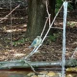 photo 2021-09-07 15-02-49 kekcinege