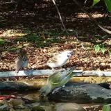 photo 2021-10-04 15-51-57 verebek zoldike