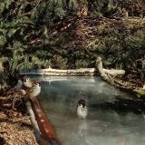 photo 2022-01-14 11-51-32 verebek